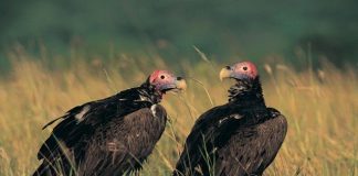 The Colorful Tale of Vulture Communication