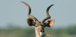 Top Ten African Animals That You’ve Never Heard Of greater kudu