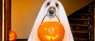 How to have a Green Halloween