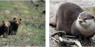 Wrapping up the Otter and Grizzly projects with a special message from the team!