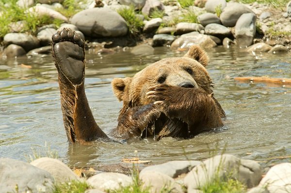 Grizzly bear playing in water