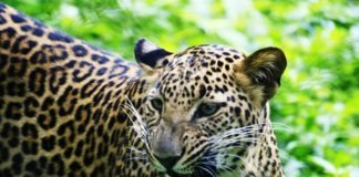 Did You Adopt a Jaguar this Year? Here’s What Your Adoption Accomplished jaguar teeth growl