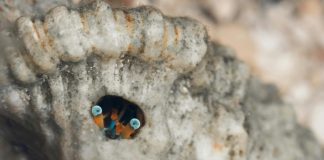 This Claw-some Habit is Super Thrifty!