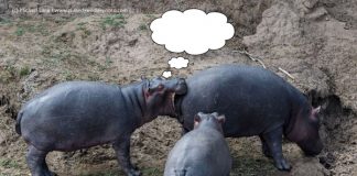 Caption This: What’s this Hippo Thinking?