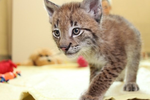 Hudson the lynx cub