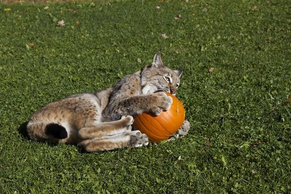 Hudson playing with a pumpkin