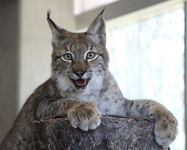 hudson the lynx