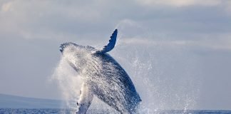 Top Ten Things You Didn’t Know About Whales