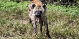 Top Ten Animals That Can Outrun You hyena running