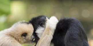 Top Ten Animals in Love