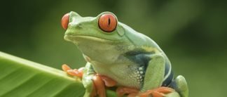 What jumping animal are you most like?