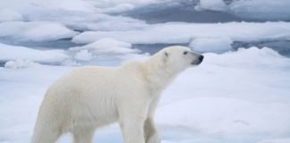 How Do Polar Bears Stay Warm in the Winter? polar bear ice