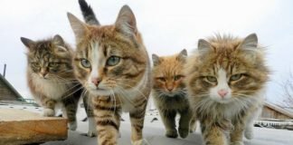 Top 10: Animal Albums we’d Listen to