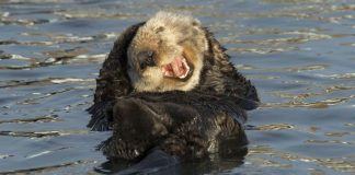 The Comedy Wildlife Awards