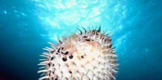 Top Ten Strangest Animal Survival Strategies!