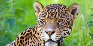 Big Cat News! Even More Incredible Accomplishments From This Year’s Jaguar Adoption Project