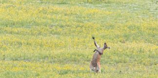 Caption This! What’s This Kangaroo Thinking?