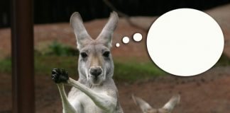 Caption This! What’s this Kangaroo Thinking? kangaroo, caption