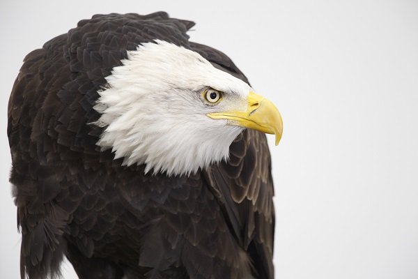 Koho the bald eagle