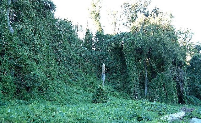 These are trees covered in kudzu.