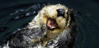 Top Ten Animal Jokes