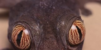 Top Ten Cool Ways that Animals See in the Dark Leaf-Tail Gecko