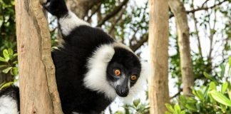 Top Ten Coolest Pollinators