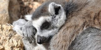 Top Ten Animals Getting Better Sleep Than You