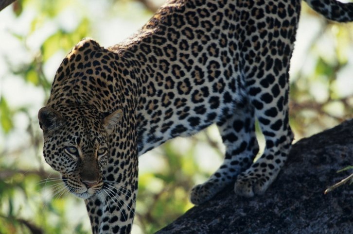 leopard