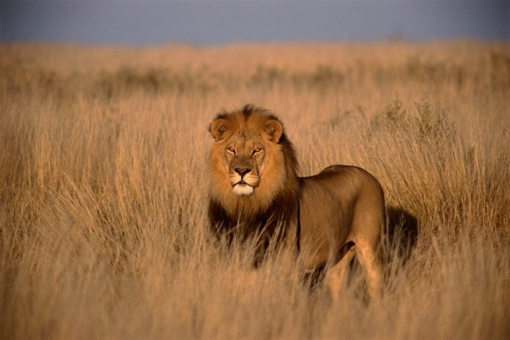 lion