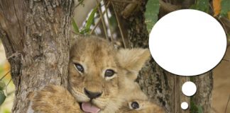 Caption This! What’s this Lion Cub Thinking? lion cubs
