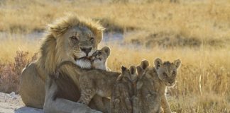 Top Ten Coolest Animal Dads lion father with cubs