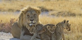 When Animals Find the Hidden Camera lion family