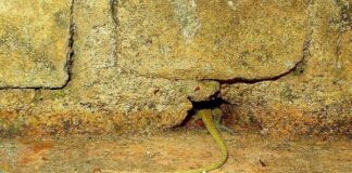 Caption this: What is this lizard saying?