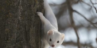 Top 10 Animals that Change Colour in the Winter