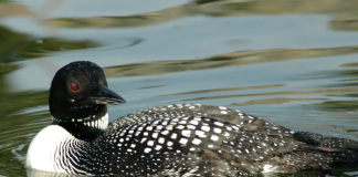 Gettin’ looney for loons!