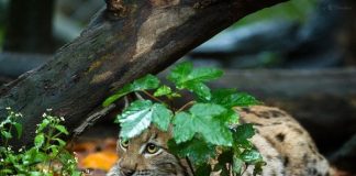 Caption This: What is this lynx cub thinking?