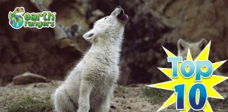 Top 10: Cutest Wolf Pups