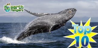 Top Ten: Things You Didn’t Know About Whales