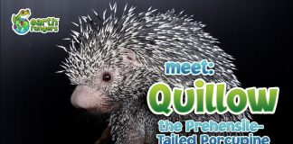 Can a porcupine shoot its quills at predators?