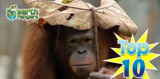 Top 10: Worst Animal Hiding Spots