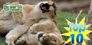 Top 10: Animals Playing Games