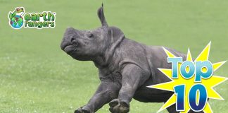 Top 10: Cutest African Animal Babies