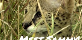 Meet Sammy the Serval!