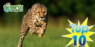 Top 10: Animals That Can Outrun You