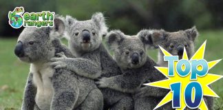 Top 10: Animal Families