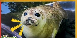 Baby Seal Loves His Bath Mat And…A GIANT GREEN BRAIN?!