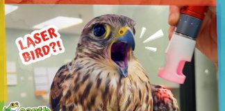 Why are they zapping this bird with lasers?!