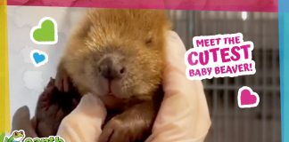 Baby Beaver Loses an Eye But Finds a Home!