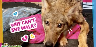 This Coyote Couldn’t Stand, But She Refused To Give Up!